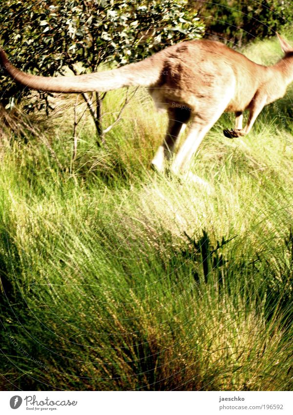 Zweibeinhase Tourismus Ferne Freiheit Safari Expedition Natur Tier Wiese Wildtier Känguruh 1 springen exotisch natürlich Fernweh elegant Leichtigkeit Todesangst
