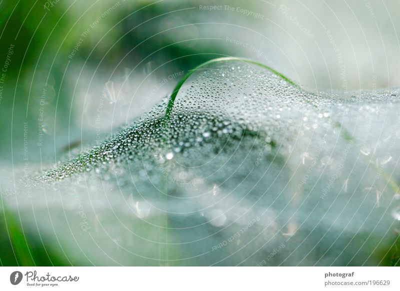 Spinnen Netz mit Tautropfen im Sonnenlicht Umwelt Natur Wasser Wassertropfen Grünpflanze glänzend Farbfoto Außenaufnahme Strukturen & Formen Menschenleer Licht