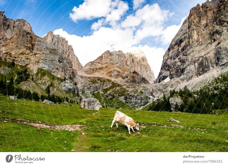 Kuh mit Aussicht in den Dolomiten Zentralperspektive Starke Tiefenschärfe Sonnenstrahlen Sonnenlicht Lichterscheinung Silhouette Kontrast Schatten Tag