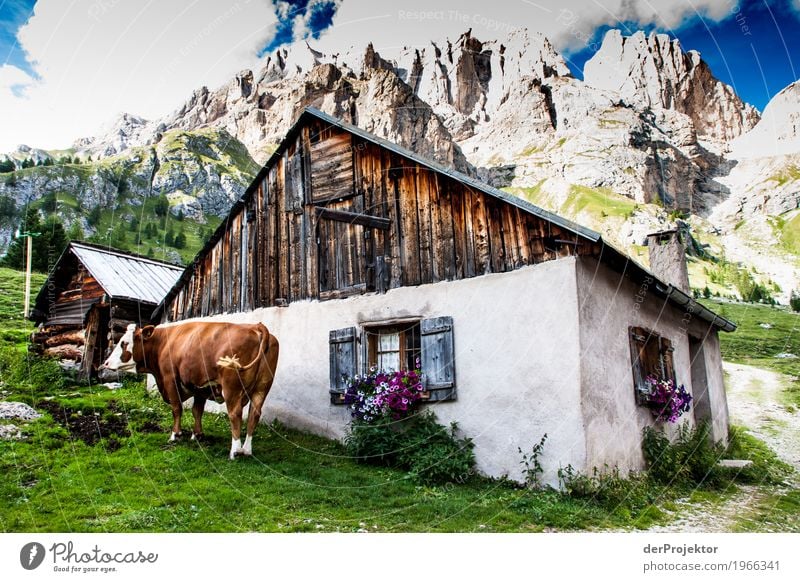 Kuh und Hütte mit Aussicht in den Dolomiten Zentralperspektive Starke Tiefenschärfe Sonnenstrahlen Sonnenlicht Lichterscheinung Silhouette Kontrast Schatten Tag