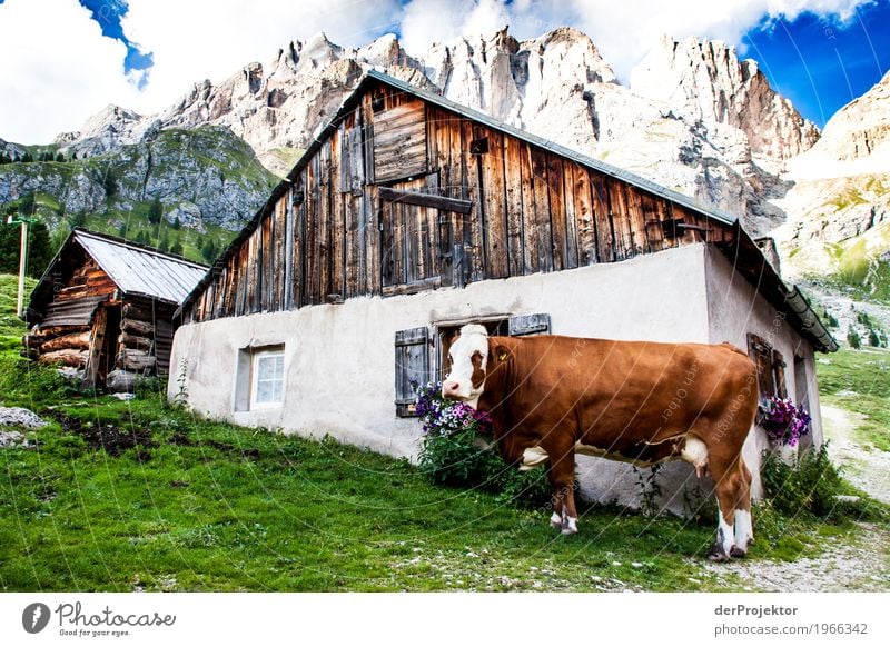 Kuh vor Hütte mit Aussicht in den Dolomiten Zentralperspektive Starke Tiefenschärfe Sonnenstrahlen Sonnenlicht Lichterscheinung Silhouette Kontrast Schatten Tag