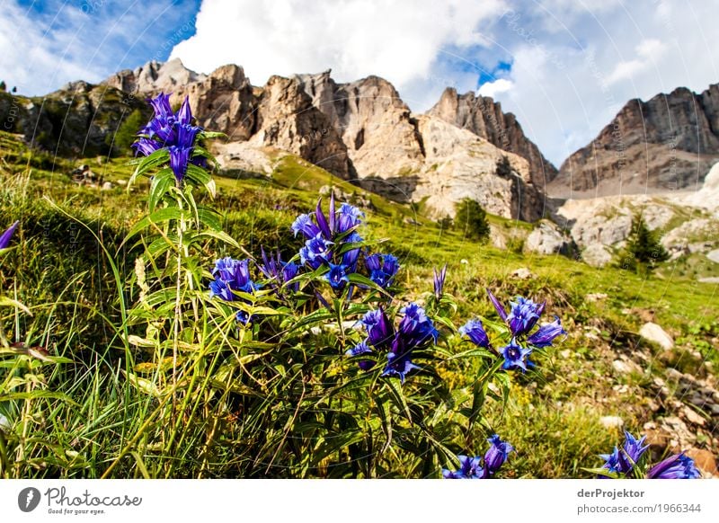 Blumen mit Panorama in den Dolomiten Zentralperspektive Starke Tiefenschärfe Sonnenstrahlen Sonnenlicht Lichterscheinung Silhouette Kontrast Schatten Tag
