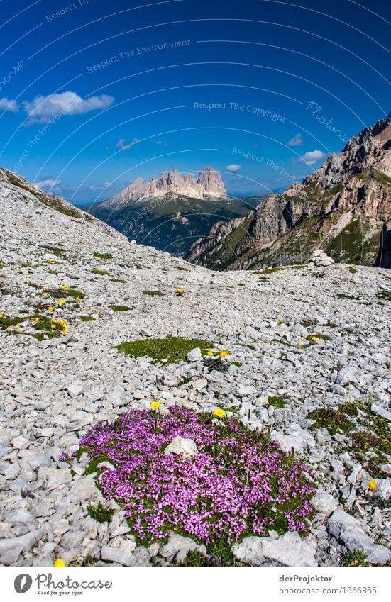 Blumen mit Panorama in den Dolomiten Zentralperspektive Starke Tiefenschärfe Sonnenstrahlen Sonnenlicht Lichterscheinung Silhouette Kontrast Schatten Tag
