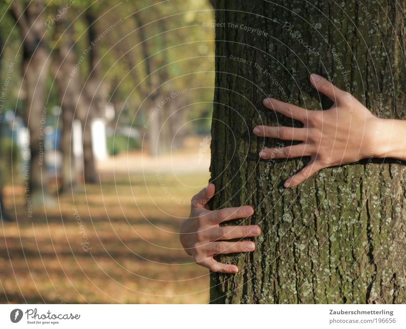 Liebe zur Natur Leben Hand Finger 18-30 Jahre Jugendliche Erwachsene Schönes Wetter Baum Park berühren genießen träumen fest Zusammensein nah natürlich Gefühle