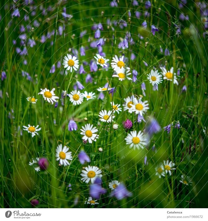 Zusammen; Glockenblumen und Margeriten einer Blumenwiese Natur Pflanze Sommer Gras Blatt Blüte Kleeblüte Wiese Feld Blühend Duft Wachstum ästhetisch schön blau