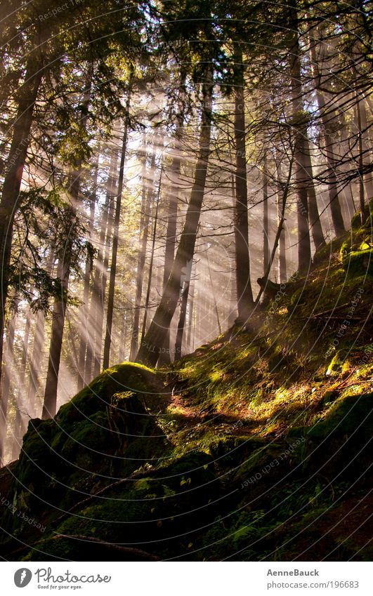 Lichtblicke Leben Wohlgefühl Erholung Sonne Berge u. Gebirge Landwirtschaft Forstwirtschaft Natur Baum Wald atmen Bewegung entdecken leuchten träumen Duft braun