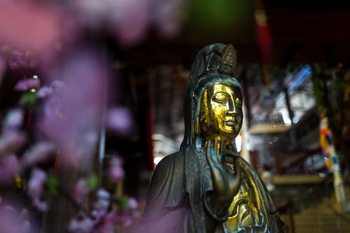 Goldene Buddha Statue mit Lila Blumen Bokeh Skulptur Colombo Sri Lanka Asien Zufriedenheit selbstbewußt Willensstärke Liebe Mitgefühl friedlich Güte