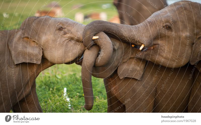 Drei junge Elefanten spielen mit ihren Rüsseln Ferien & Urlaub & Reisen Tourismus Ausflug Abenteuer Ferne Sightseeing Expedition Urwald Sri Lanka 3 Tier Herde