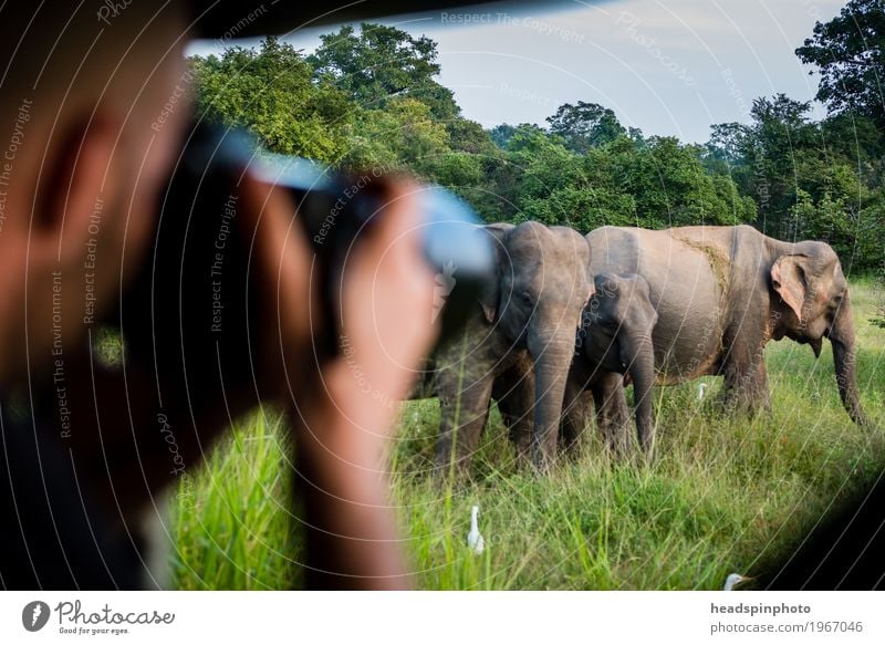 Foto-Safari mit Elegantem Sri Lanka Ferien & Urlaub & Reisen Tourismus Ausflug Abenteuer Ferne maskulin Kopf Hand 1 Mensch Naturschutzgebiet Tier Elefant Herde
