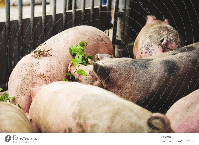 Bio-Schweine Fleisch Wurstwaren Ernährung Bioprodukte Gesundheit Gesundheitswesen Gesunde Ernährung Landwirtschaft Bauernhof Tier Nutztier Hausschwein