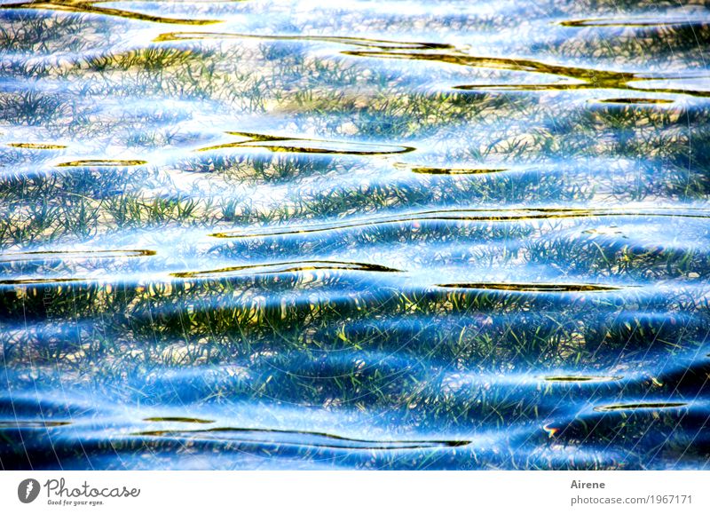 wogen geglättet Wasser Schönes Wetter Pflanze Wasserpflanze Wellen Küste Wachstum Flüssigkeit nass Sauberkeit blau gold schön ruhig Ferne Wellness Zufriedenheit