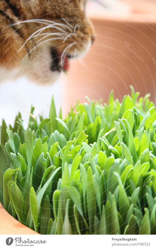 Grüner Schmaus Natur Frühling Gras Nutzpflanze Haustier Katze Fell 1 Tier Fressen genießen außergewöhnlich einfach frei frisch natürlich saftig braun grün