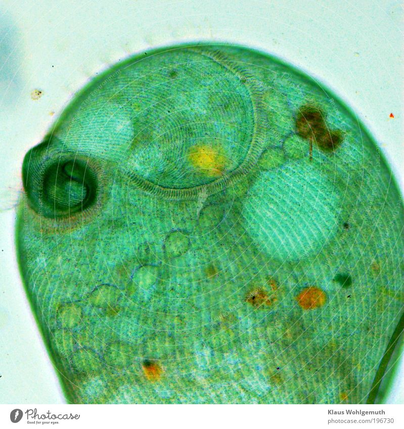 Durchschaut tauchen Mund Umwelt Wasser Wassertropfen exotisch Teich Tier Wimperntier Mikroorganismen 1 Fressen blau gelb grün Vakuole Körperzelle Zellkern