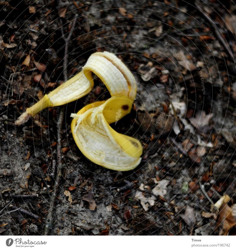 probier's mal ...mit Gemütlichkeit Umwelt Natur exotisch braun gelb Umweltverschmutzung Vergänglichkeit Wandel & Veränderung Waldboden vertrocknet Banane Frucht