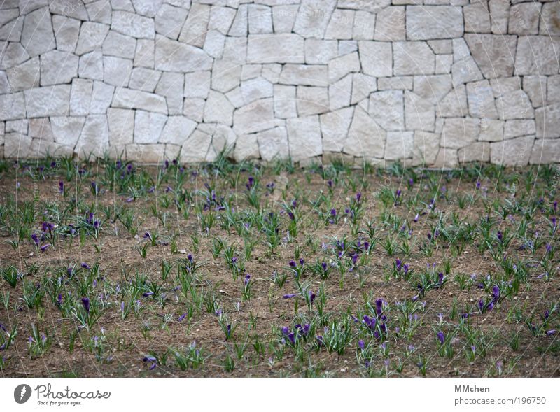Stadtbelila/grünung Garten Umwelt Natur Pflanze Krokusse Feld Park Mauer Wand natürlich grau violett Erholung neu Anlage Farbfoto mehrfarbig Außenaufnahme