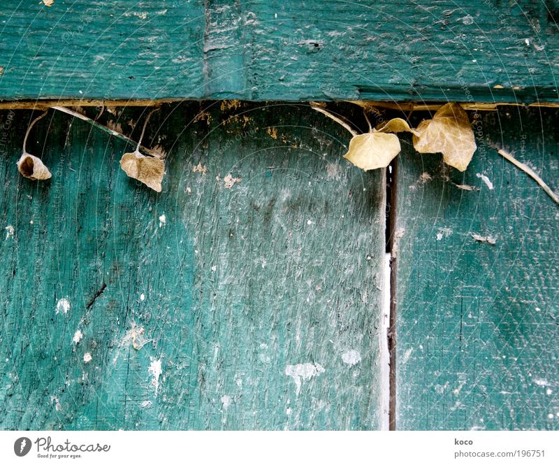 Vom Blühen und Verwelken Umwelt Pflanze Sommer Herbst Dürre Efeu Blatt Holz verblüht dehydrieren alt einfach natürlich oben trashig trist trocken braun grau