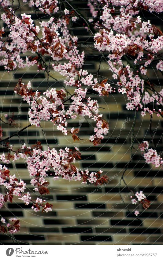 Frühlingsfassade Umwelt Natur Pflanze Baum Blatt Blüte Mauer Wand Fassade Duft Kitsch natürlich rosa Leben Blühend Farbfoto mehrfarbig Außenaufnahme