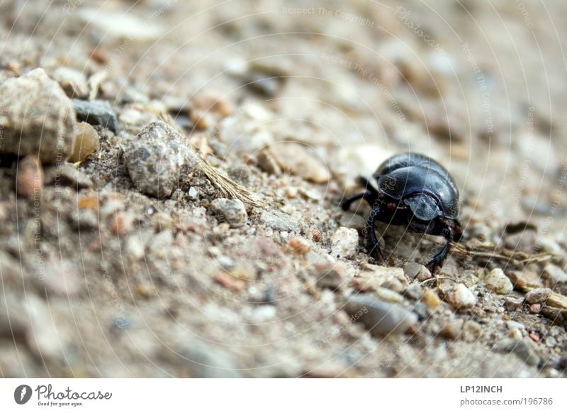 Mistkäfer Umwelt Natur Erde Sand Sommer Park Feld Nutztier Käfer 1 Tier beobachten Bewegung laufen Blick fleißig Angst Entsetzen Todesangst gefährlich
