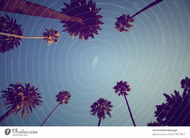 Palmen Himmel Natur Wärme Freude Glück Zufriedenheit Lebensfreude Los Angeles Beverly Hills Straße Hollywood Blick nach oben Farbfoto Außenaufnahme Menschenleer