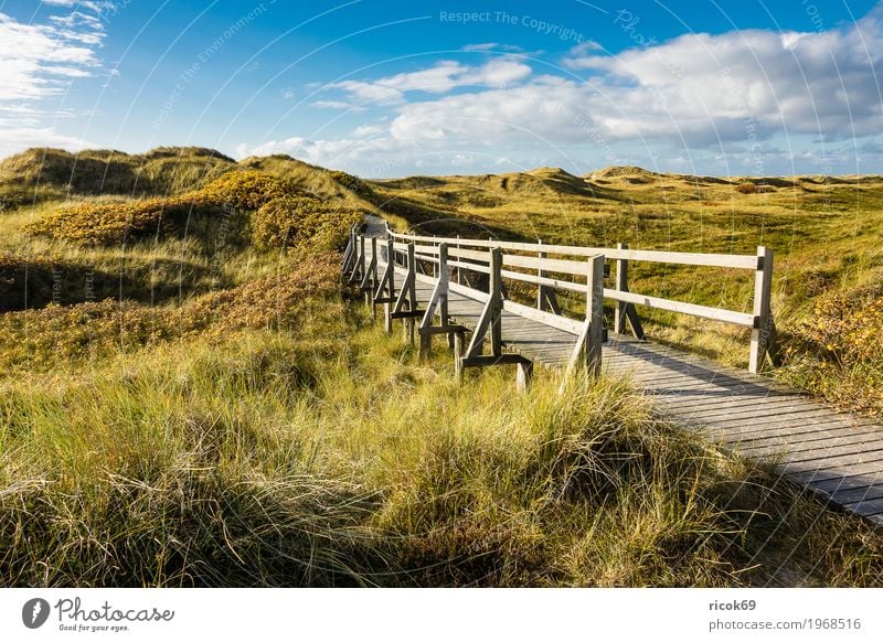 Landschaft in den Dünen auf der Insel Amrum Erholung Ferien & Urlaub & Reisen Tourismus Natur Wolken Herbst Sträucher Küste Nordsee Brücke Wege & Pfade blau