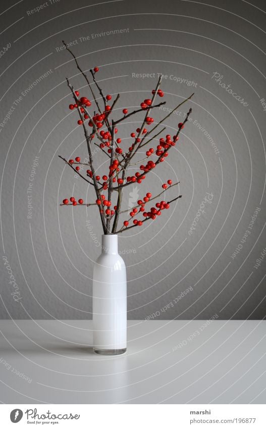 rote Beeren Natur Pflanze grau Ast Beerensträucher Vase Dekoration & Verzierung getrocknet Farbfoto Innenaufnahme