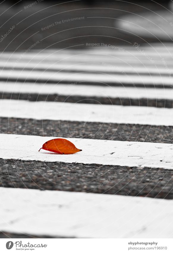 Erinnerungen an ein "verlassenes" Leben Pflanze Herbst Wetter Blatt Lebewesen Japanischer Ahorn Menschenleer Fußgängerstreifen Personenverkehr Straße