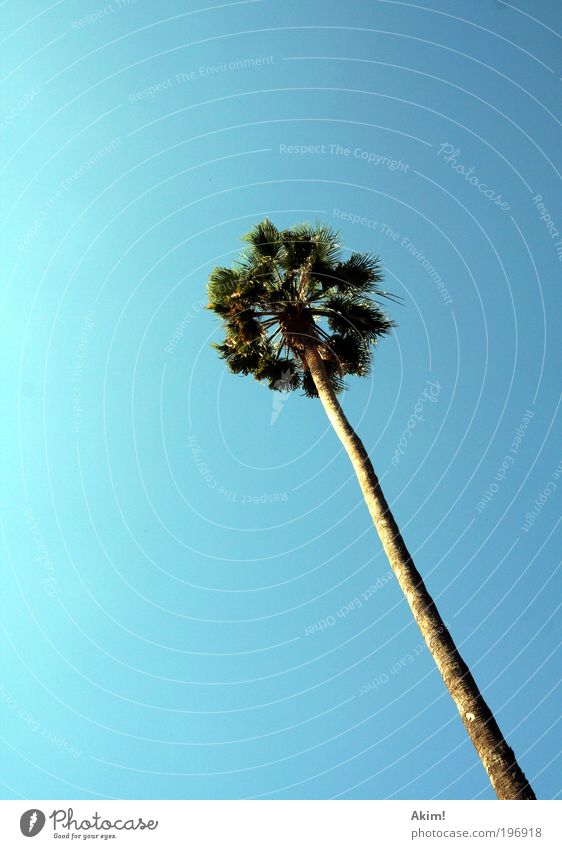 "Sommer Palmen Sonnenschein" Ferien & Urlaub & Reisen Tourismus Ferne Freiheit Sommerurlaub Sonnenlicht Pflanze Baum Erholung genießen träumen exotisch