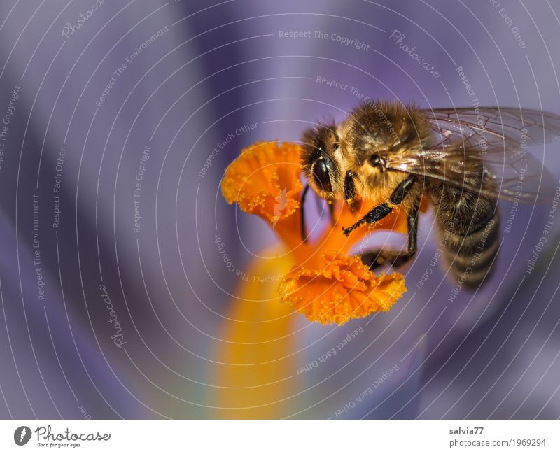 Frühlingstracht Umwelt Natur Pflanze Tier Blume Blüte Krokusse Nektar Pollen Stempel Garten Nutztier Biene Flügel Insekt Honigbiene Arbeit & Erwerbstätigkeit
