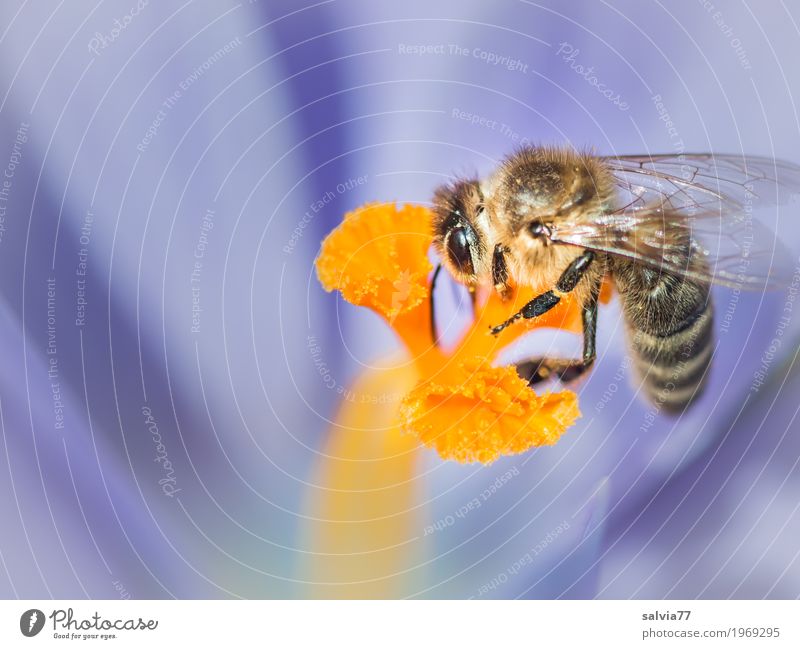 Frühlingsboten Umwelt Natur Pflanze Tier Blüte Krokusse Garten Biene Flügel Insekt Honigbiene 1 Duft lecker süß blau orange Frühlingsgefühle genießen Glück