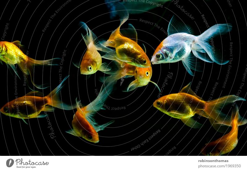 Gold Fische schwimmen Haustier Aquarium Schwarm einfach elegant Fröhlichkeit Gesundheit Zusammensein Glück natürlich gelb orange rot schwarz weiß Wellness
