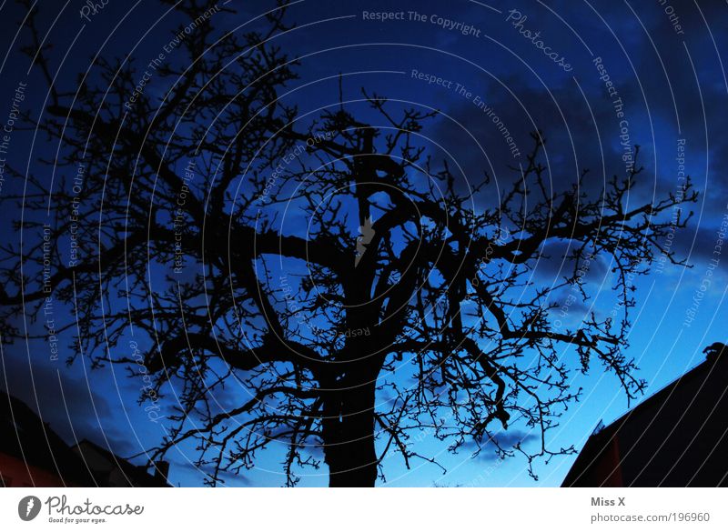 blaue Stunde Umwelt Natur Winter Baum Park dunkel gruselig Ast Farbfoto mehrfarbig Außenaufnahme Menschenleer Textfreiraum links Textfreiraum rechts