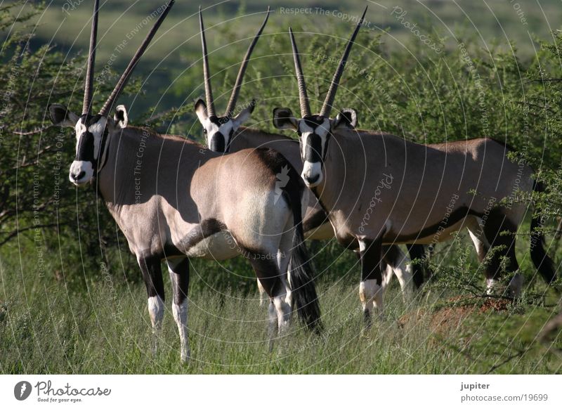 Oryx-Antilopen Spießbock Namibia Afrika Safari