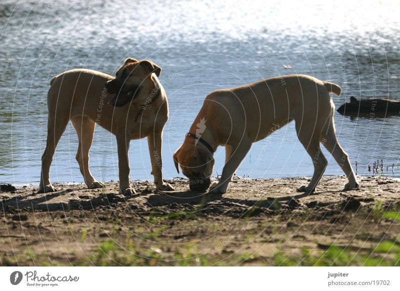 Boerboell-Welpen Hund Gegenlicht Afrika Namibia Südafrike