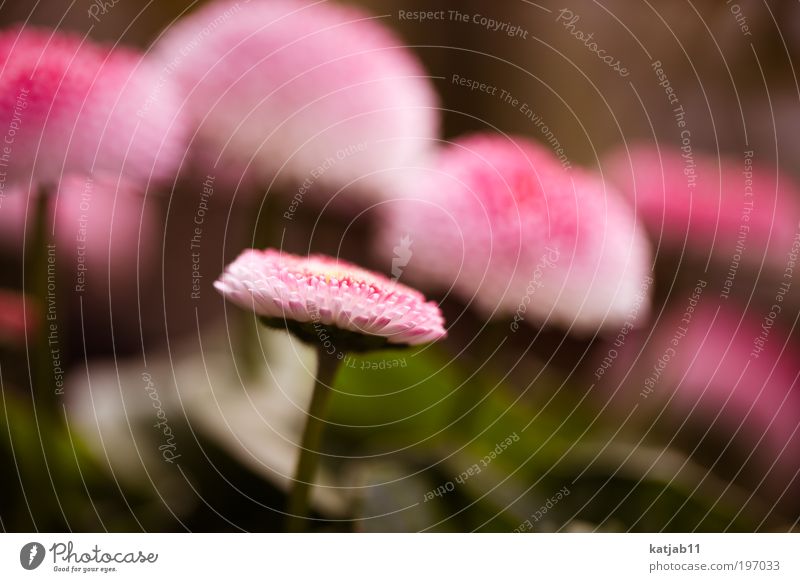Tausendschönchen Natur Pflanze Frühling Blume Gänseblümchen rosa rot Farbfoto mehrfarbig Außenaufnahme Makroaufnahme Tag