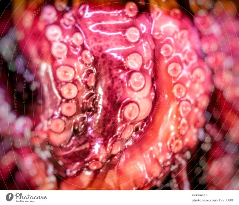 pulpo Lebensmittel Fisch Meeresfrüchte Pulpo Tintenfisch Octopus Ernährung ästhetisch lecker nah orange rosa rot Farbe Essen Oktopus Farbfoto Menschenleer
