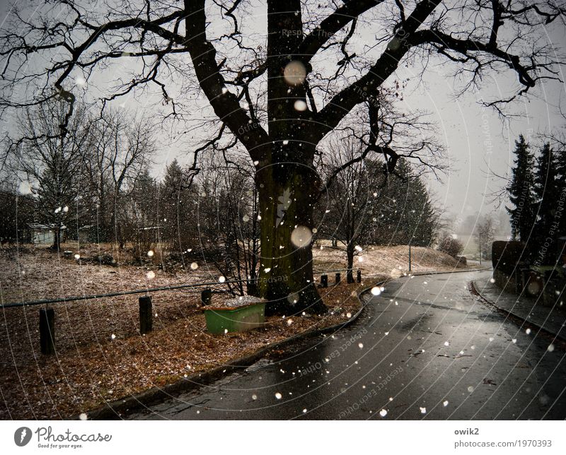 Winterglück Wolken Wetter Schönes Wetter Schnee Schneefall Pflanze Dorf Straße kalt Vergänglichkeit Dorfstraße Dorfidylle trist ruhig friedlich Schneeflocke