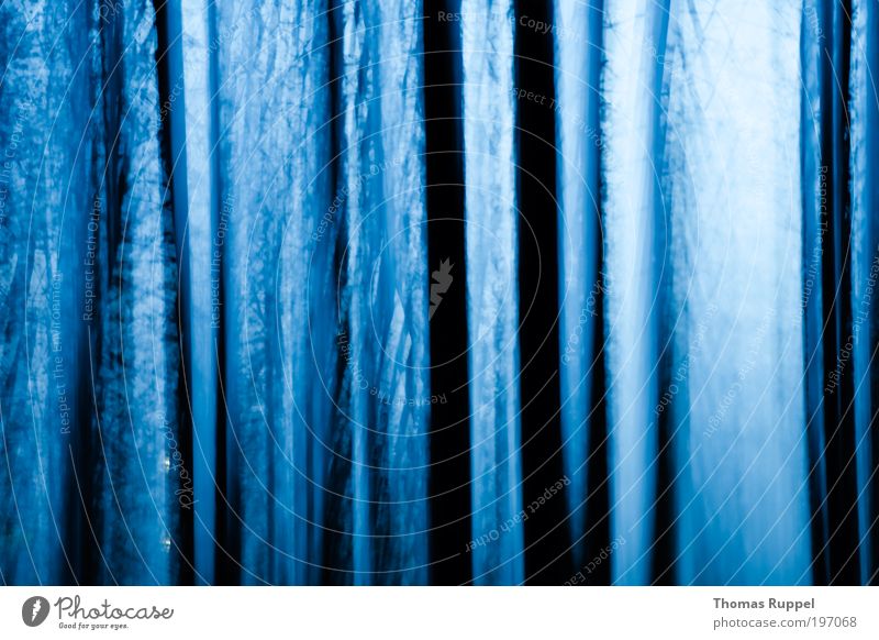 Natur - abstrakt mit Ästen Landschaft Himmel Nachthimmel Wetter Pflanze Baum Wald dunkel kalt blau schwarz Kraft Mut Farbfoto Außenaufnahme Menschenleer
