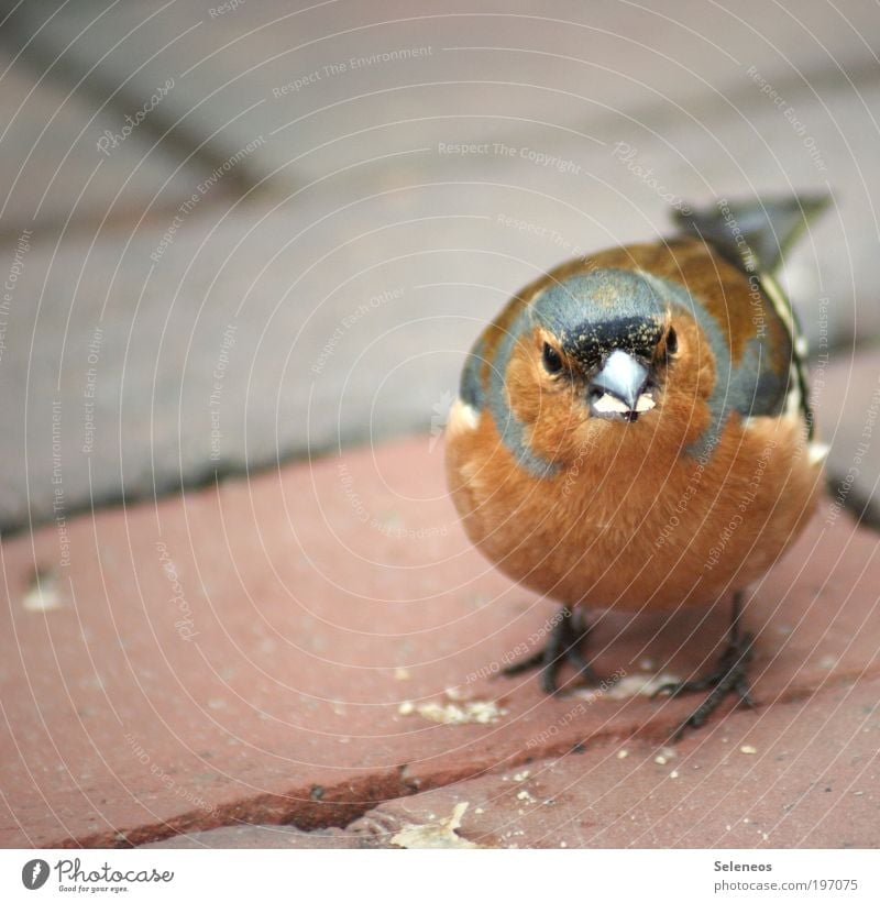 Krümelsammler Tier Vogel Tiergesicht füttern klein Neugier niedlich Schnabel Fressen Farbfoto Außenaufnahme Textfreiraum links Tag Tierporträt