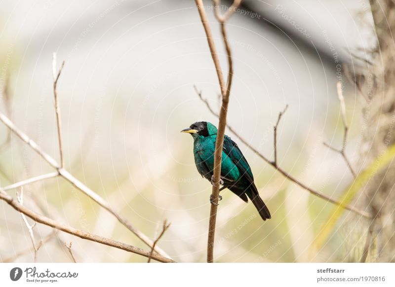 Grüner Honeycreeper wissenschaftlich bekannt als Chlorophanes spiza Baum Wald Tier Vogel 1 blau grün schwarz Honigschleuder Wildvogel Feder Fliege Barsch Flügel