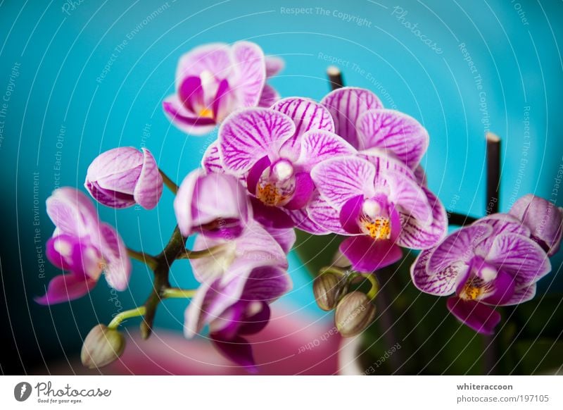 The Flower I Love Stil exotisch Pflanze Orchidee Blühend Duft blau mehrfarbig gelb rosa Farbfoto Nahaufnahme Makroaufnahme Tag Sonnenlicht Zentralperspektive