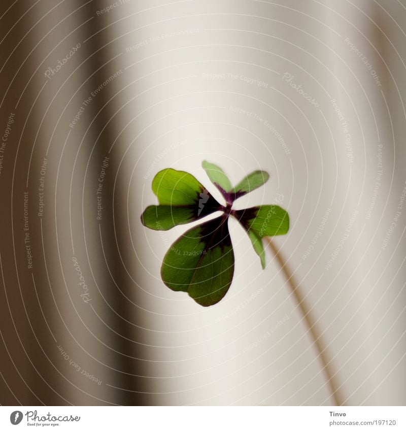 Glückstag Pflanze Blatt Blüte Wildpflanze Topfpflanze positiv grün Kleeblatt Glücksklee Glückwünsche Glücksbringer Stengel herzförmig Farbfoto Innenaufnahme