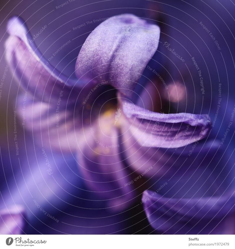 volette Hyazinthe Hyacinthus Blume Blüte Frühlingsblume Duftpflanze duften duftend duftende Blüten duftende Blume violette Blumen anders Blütenblätter