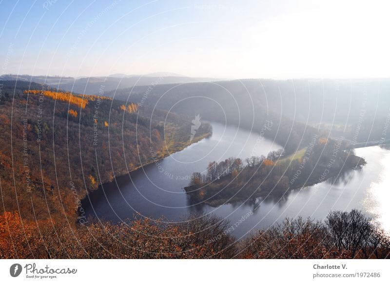 Diesig Natur Landschaft Tier Luft Wasser Sonnenlicht Herbst Schönes Wetter Nebel Wald Hügel Flussufer Saale Flußlandschaft leuchten Ferne Flüssigkeit