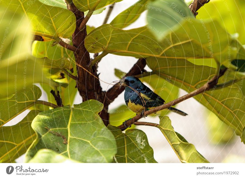 Türkis Tanager bekannt als Tangara Mexicana Natur Tier Pflanze Baum Garten Vogel 1 blau braun gelb gold grün Türkis-Tangare Tanger Tierwelt Wildvogel Venezuela