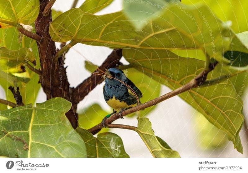 Türkis Tanager bekannt als Tangara Mexicana Natur Tier Pflanze Baum Garten Vogel 1 blau braun gelb gold Türkis-Tangare Tanger Tierwelt Wildvogel Venezuela