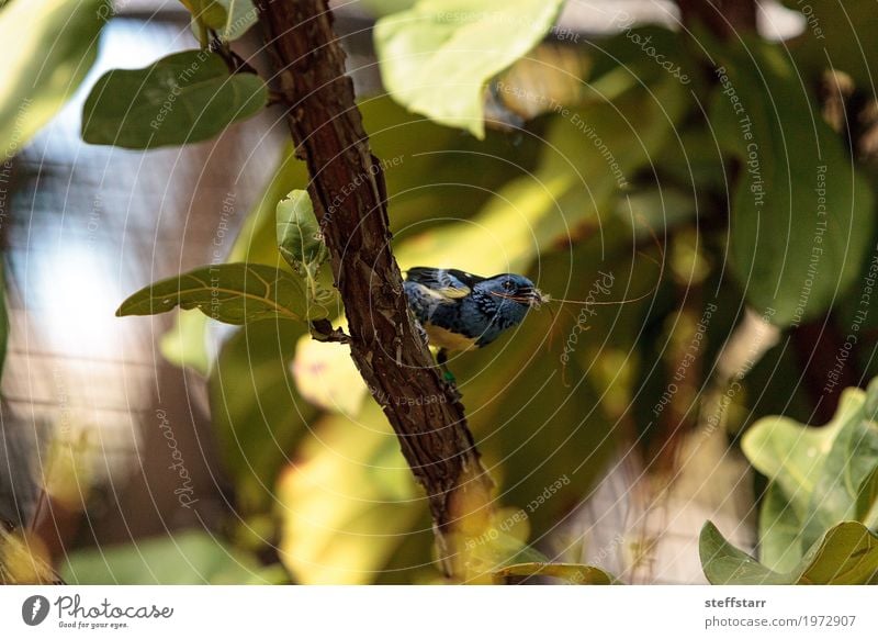 Türkis Tanager bekannt als Tangara Mexicana Natur Tier Pflanze Baum Garten Vogel 1 blau braun türkis weiß Türkis-Tangare Tanger Tierwelt Wildvogel Venezuela