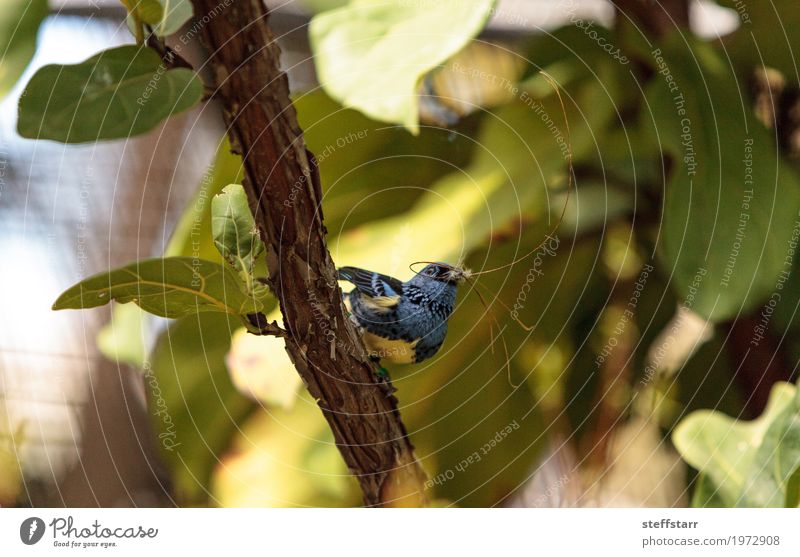 Türkis Tanager bekannt als Tangara Mexicana Natur Tier Pflanze Baum Vogel 1 blau braun gelb gold grün Türkis-Tangare Tanger Tierwelt Wildvogel Venezuela