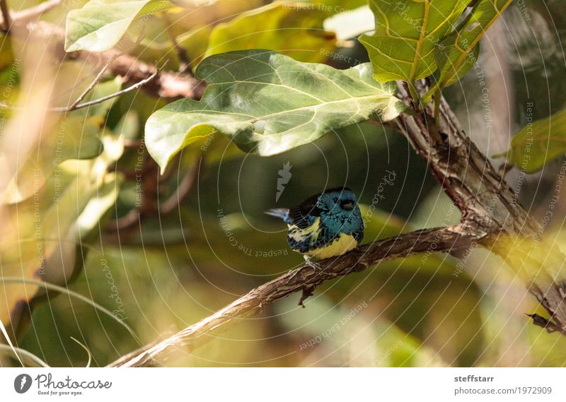 Türkis Tanager bekannt als Tangara Mexicana Natur Tier Pflanze Baum Garten Vogel 1 blau braun gelb grün Türkis-Tangare Tanger Tierwelt Wildvogel Venezuela