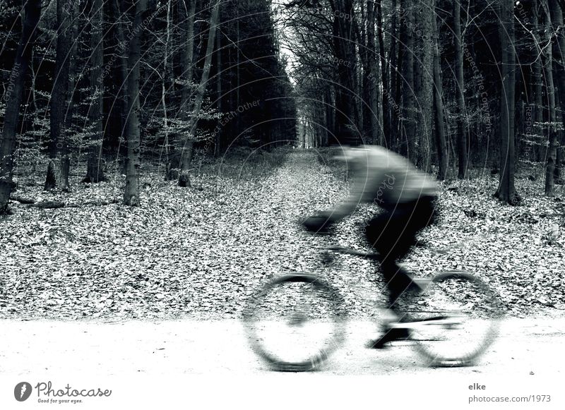 vorbeizischen Fahrrad fahren Radrennen Wald Duplex Sport Natur Fahrradfahren