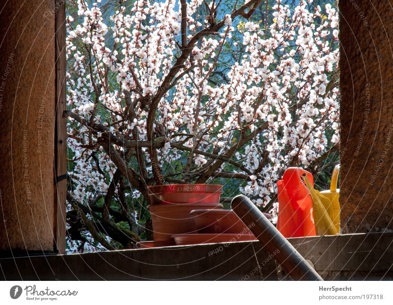 Gartenzeit Natur Pflanze Sträucher Blüte Mauer Wand Treppe Gießkanne Frühling Gartenarbeit Blumentopf Untersetzer Blühend Farbfoto mehrfarbig Außenaufnahme